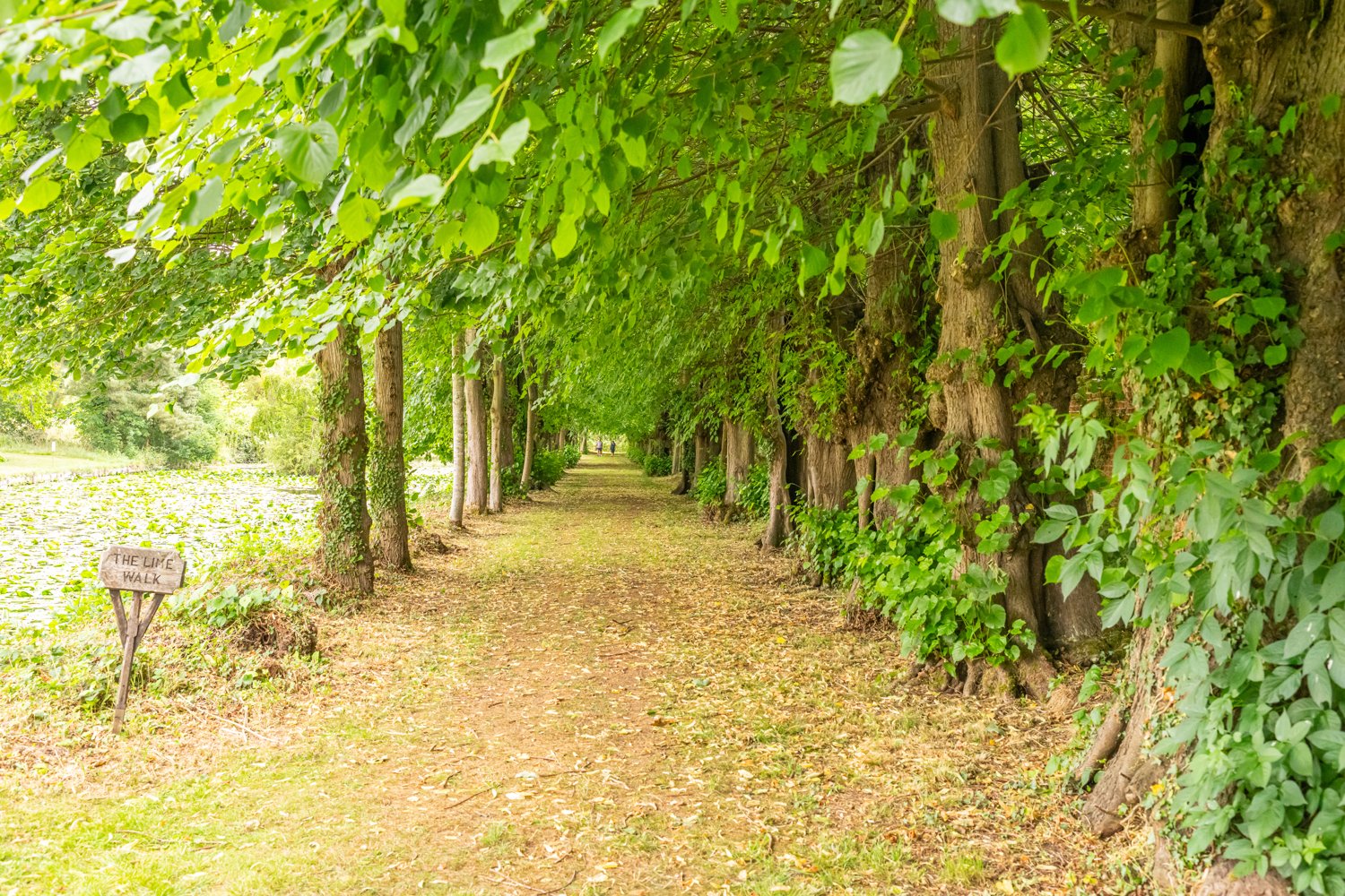 The tree-lined Lime Walk beside the lily pond at Ingatestone Hall