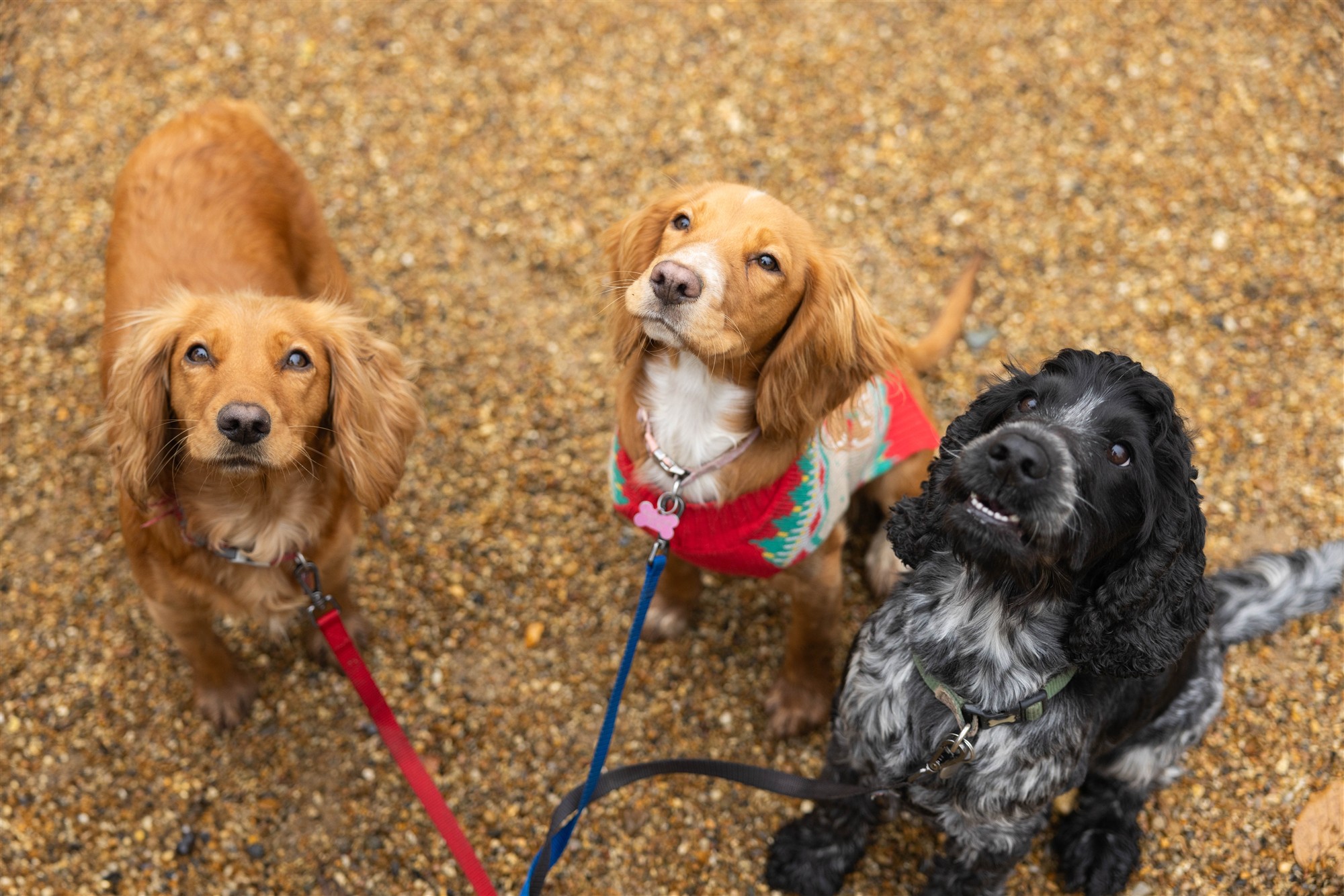 Three dogs enjoying a visit to Suffolk County Christmas Fair
